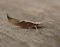 Attēlu rezultāti vaicājumam “Ypsolopha dentella”