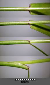 Attēlu rezultāti vaicājumam “Agrostis capillaris”