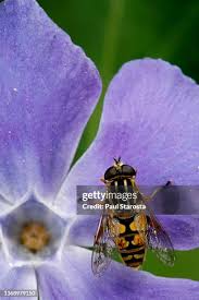 Attēlu rezultāti vaicājumam “Helophilus pendulus”