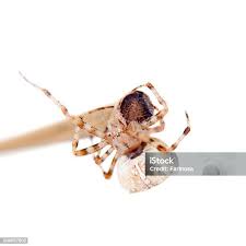 Attēlu rezultāti vaicājumam “Araneus diadematus female”