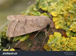 Attēlu rezultāti vaicājumam “Orthosia cerasi”