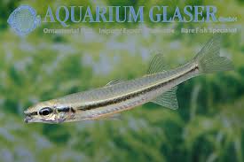 Attēlu rezultāti vaicājumam “Craterium sp.”