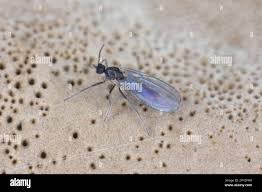 Attēlu rezultāti vaicājumam “Sciaridae”