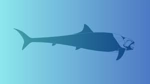 Attēlu rezultāti vaicājumam “Placodermi”