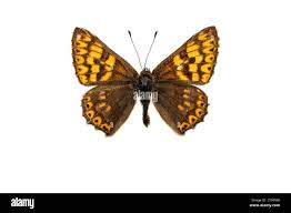 Attēlu rezultāti vaicājumam “Hamearis lucina underside”