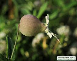 Attēlu rezultāti vaicājumam “Silene viscaria bud”