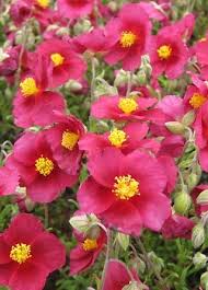 Attēlu rezultāti vaicājumam “Helianthemum x hybridum flower”