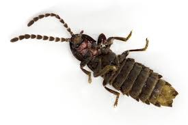 Attēlu rezultāti vaicājumam “Phosphaenus hemipterus male”