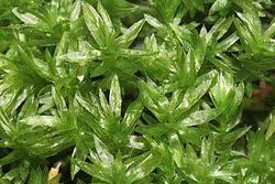 Attēlu rezultāti vaicājumam “Mnium hornum sporophyte”