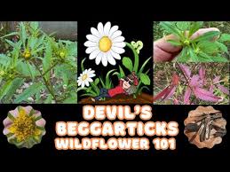 Attēlu rezultāti vaicājumam “Bidens frondosa flower”