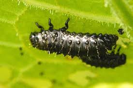 Attēlu rezultāti vaicājumam “Rhynocoris annulatus nymph”
