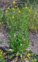 Attēlu rezultāti vaicājumam “Sisymbrium loeselii”