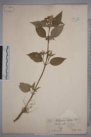 Attēlu rezultāti vaicājumam “Galeopsis bifida”