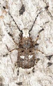 Attēlu rezultāti vaicājumam “Anthribus nebulosus”