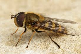 Attēlu rezultāti vaicājumam “Syrphus torvus”