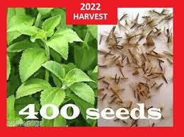 Image result for Stevia rebaudiana