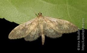 Attēlu rezultāti vaicājumam “Anania lancealis”