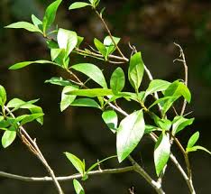 Attēlu rezultāti vaicājumam “Populus x jackii”