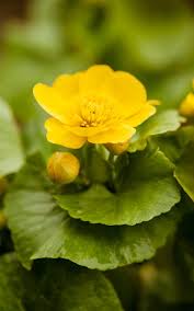 Attēlu rezultāti vaicājumam “Caltha palustris”