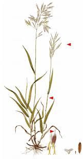 Attēlu rezultāti vaicājumam “Bromopsis inermis fruit”