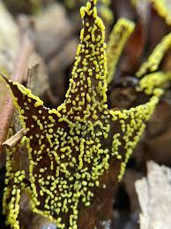 Attēlu rezultāti vaicājumam “Physarum, Nannengaella sp.”