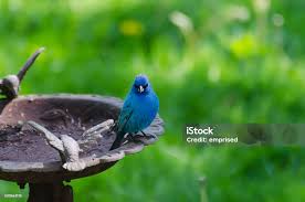 Image result for Passerina cyanea