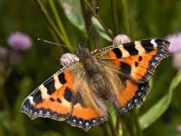 Image result for Small Tortoiseshell
