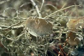 Attēlu rezultāti vaicājumam “Usnea filipendula”