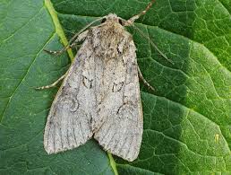 Attēlu rezultāti vaicājumam “Polia nebulosa”