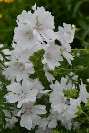 Image result for Malva moschata alba