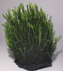 Attēlu rezultāti vaicājumam “Fissidens adianthoides”