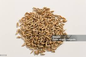 Image result for Secale cereale