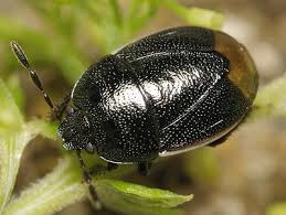 Attēlu rezultāti vaicājumam “Cydnidae”