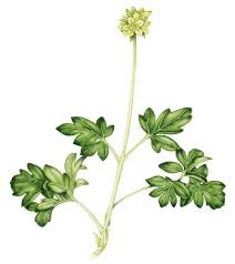 Attēlu rezultāti vaicājumam “Adoxa moschatellina leaf”