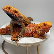 Attēlu rezultāti vaicājumam “Polypogon tentacularius male”