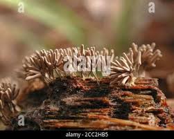 Attēlu rezultāti vaicājumam “Stemonitis splendens stalked”