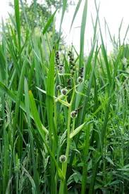 Attēlu rezultāti vaicājumam “Sparganium minimum fruit”