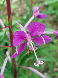 Image result for Epilobium angustifolium