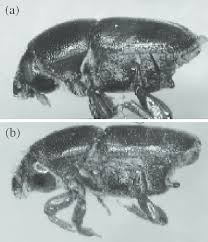 Attēlu rezultāti vaicājumam “Scolytus scolytus, Scolytus multistriatus”