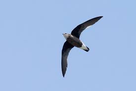 Image result for Hirundapus caudacutus