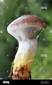 Attēlu rezultāti vaicājumam “Gomphidius glutinosus”