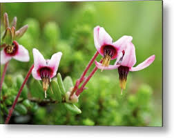 Attēlu rezultāti vaicājumam “Oxycoccus leaf”