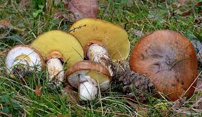 Attēlu rezultāti vaicājumam “Suillus luteus”