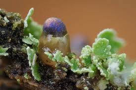 Attēlu rezultāti vaicājumam “Colloderma oculatum spores”