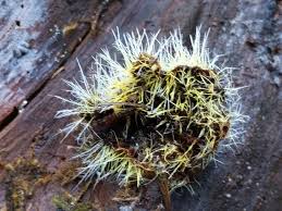 Attēlu rezultāti vaicājumam “Tilachlidium brachiatum”