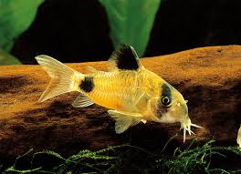 Image result for fish corydoras