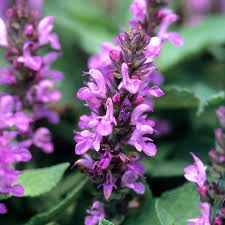 Attēlu rezultāti vaicājumam “Salvia nemorosa leaf”