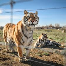 Kuvahaun tulos haulle tigers