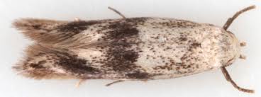 Attēlu rezultāti vaicājumam “Elachista maculicerusella”