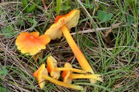 Attēlu rezultāti vaicājumam “Hygrocybe acutoconica”